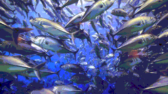 A color video .gif with schools of fish shoaling with four different PoJ.fm logos fading in and out repeating.