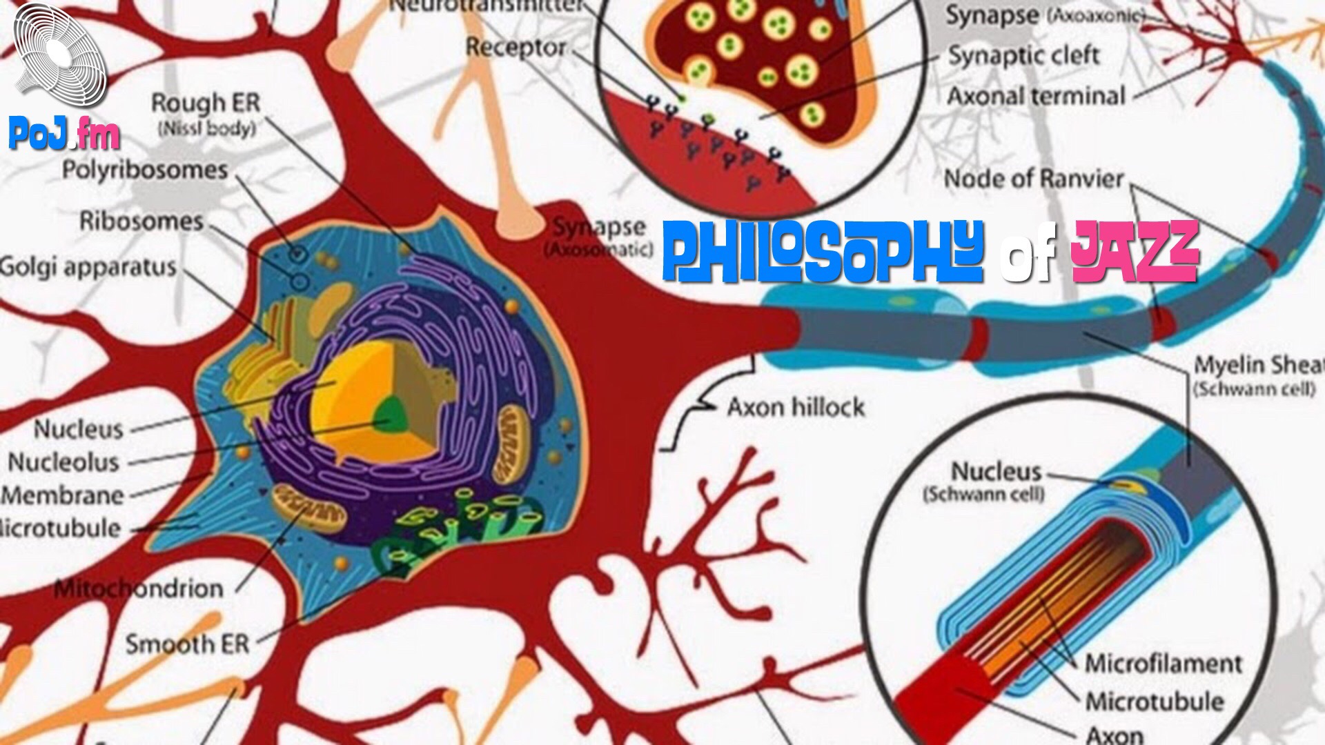 Neuron labelled.jpeg