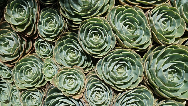 Succulents center.jpeg