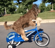DogRidingBicycle.jpeg