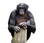 Bonobo.jpeg