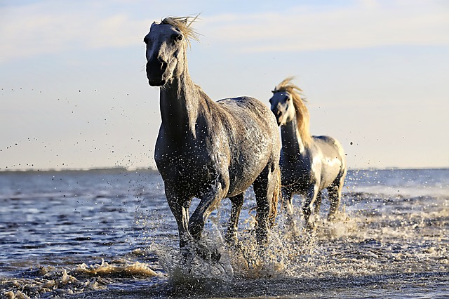 Horses water.jpeg