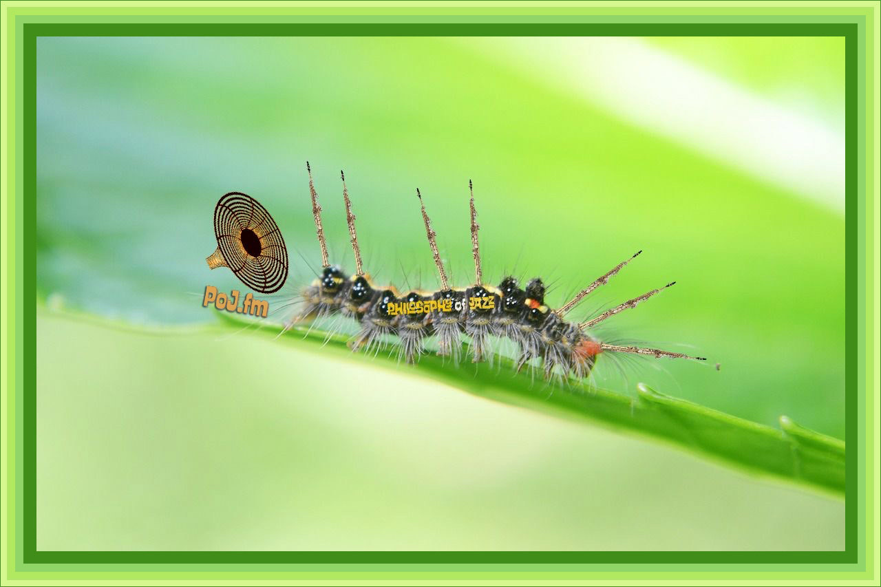 A green framed photograph of a single pest caterpillar with straight soprano saxophones coming off of the hairs on its back with a light neon green background and PoJ.fm logos.