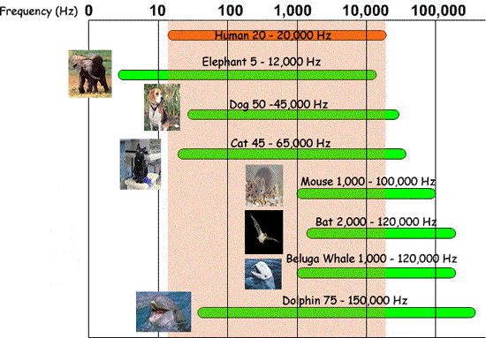 Animal hearing ranges simple.gif